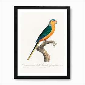 The Yellow Fronted Parakeet, From Natural History Of Parrots, Francois Levaillant Art Print