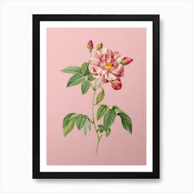 Vintage French Rosebush with Variegated Flowers Botanical on Soft Pink n.0220 Art Print