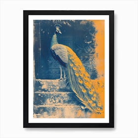 Orange & Blue Peacock In The Church Abbey 1 Art Print