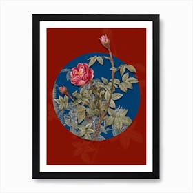 Vintage Botanical Moss Rose on Circle Blue on Red n.0254 Art Print