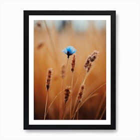 Blue Corn Flower No 1 Art Print