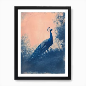 Peacock In The Wild Blue Cyanotype 1 Art Print