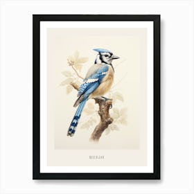 Vintage Bird Drawing Bluejay Poster Art Print