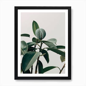 Green Leaves with Grey Background Art Print