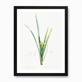 Yellow Iris Illustration From Les Liliacées (1805), Pierre Joseph Redoute Art Print