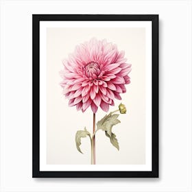 Dahlias Flower Vintage Botanical 3 Art Print