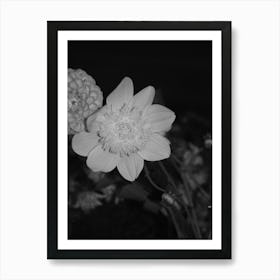 Black And White Flowers Art Print