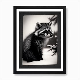 Raccoon In Snow Vintage Art Print