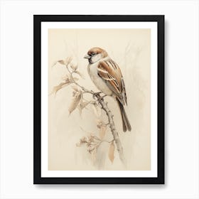 Vintage Bird Drawing Sparrow 2 Art Print