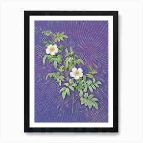 Vintage Musk Rose Botanical Illustration on Veri Peri n.0596 Art Print