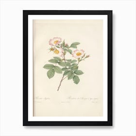 Rose Illustration, Pierre Joseph Redoute (91) Art Print