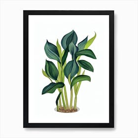 Pink Calla Lily (Zantedeschia Rehmannii) Watercolor Art Print