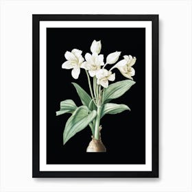 Vintage Crinum Giganteum Botanical Illustration on Solid Black n.0585 Art Print