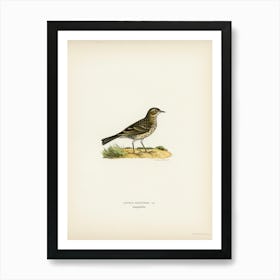 Meadow Pipit, The Von Wright Brothers Art Print