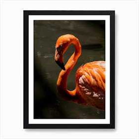 Wild Flamingo Art Print
