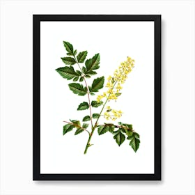 Vintage Golden Rain Tree Botanical Illustration on Pure White Art Print