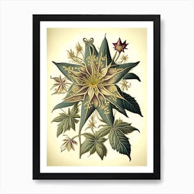 Star Flower Wildflower Vintage Botanical 1 Art Print