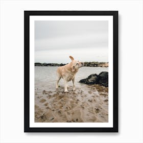 Golden Labrador At The Beach Art Print