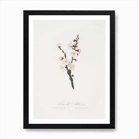 Apricot Flower (Prunus Armeniaca) From Pomona Italiana (1817 - 1839), Giorgio Gallesio Art Print