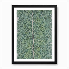 Silver Linden 2 tree Vintage Botanical Art Print
