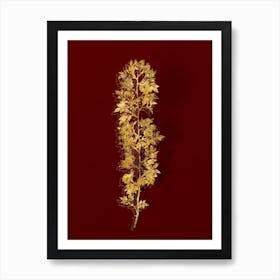 Vintage Cuspidate Rose Botanical in Gold on Red n.0212 Art Print
