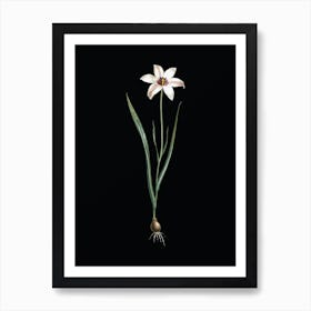 Vintage Lady Tulip Botanical Illustration on Solid Black n.0339 Art Print
