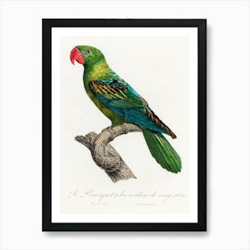 Great Billed Parrot, From Natural History Of Parrots, Francois Levaillant Art Print