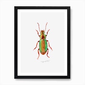 Harpalus distinguendus, Carabidae ground beetle, watercolor artwork Art Print