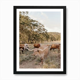 Texas Longhorns Art Print