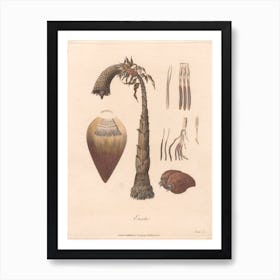 Ensete (1789), James Heath Art Print