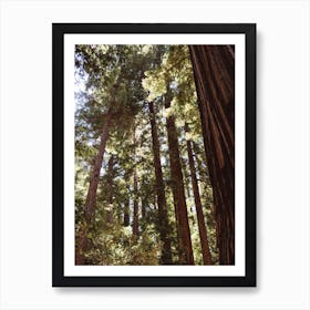 Redwood Forest XII Art Print