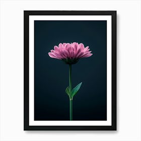 Single Pink Flower On Dark Background Art Print