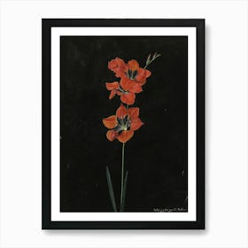 Vintage Red Botanical Art Print