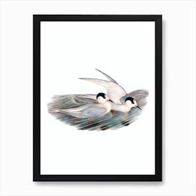 Vintage Black Billed Tern Bird Illustration on Pure White n.0392 Art Print