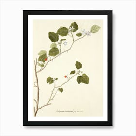 Rhubarb Art Print