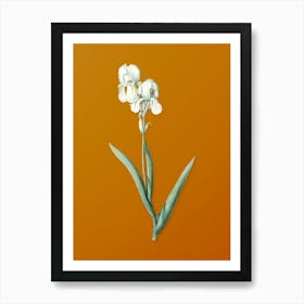 Vintage Tall Bearded Iris Botanical on Sunset Orange n.0620 Art Print