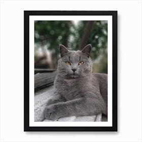 British Shorthair Cat Art Print