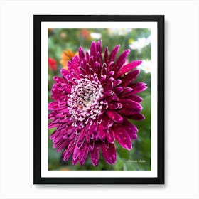 Purple Gerbera - Photography  Art Print