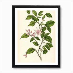 Jasmine Vintage Botanical Flower Art Print