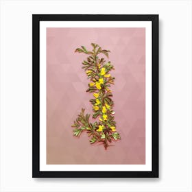 Vintage Caragana Spinosa Botanical Art on Crystal Rose n.0567 Art Print
