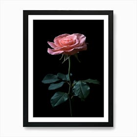 Pink Rose On Black Background 58 Art Print