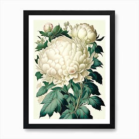 Duchesse De Nemours Peonies Vintage Botanical Art Print