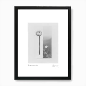 Ranunculus Botanical Collage 3 Art Print