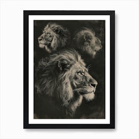 Barbary Lion Charcoal Drawing 3 Art Print