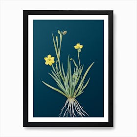 Vintage Yellow Eyed Grass Botanical Art on Teal Blue n.0191 Art Print