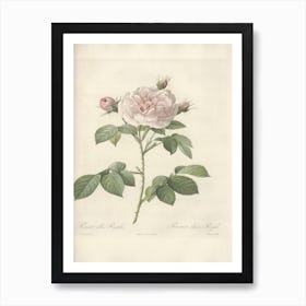 Rose Illustration, Pierre Joseph Redoute (9) 1 Art Print