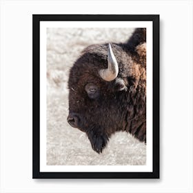 Western Bison Profile Art Print