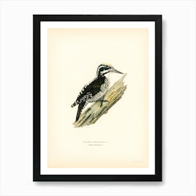 Three Toed Woodpecker, The Von Wright Brothers Art Print