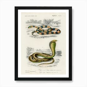 Coral Snake (Elaps Corallinus) And Egyptian Cobra (Naja Hoje), Charles Dessalines D'Orbigny Art Print