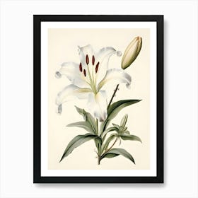 Lily Of The Valley 38 Art Print